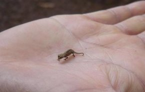 اكتشاف أصغر حيوان زاحف