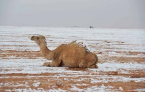 شاهد مقطع مذهل لتساقط الثلوج على السعودية