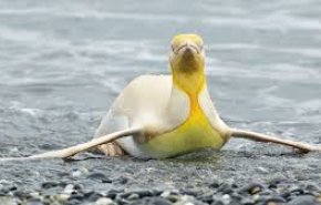مصور بلجيکي يكتشف طائر بطريق أصفر اللون لأول مرة على الإطلاق!