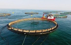 تدشين أكبر مزرعة لتربية الاسماك في الشرق الأوسط بجزيرة قشم الايرانية