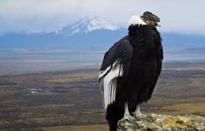 شاهد.. اضخم طائر في العالم واطوله عمرا في بوليفيا