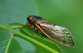مناطق أميركية شاسعة تستعد لغزو مليارات حشرات الزيز