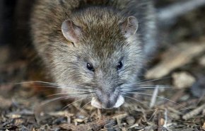 فيديو مخيف.. آلاف الفئران تغزو مناطق في أستراليا
