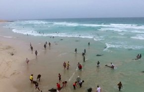 شاهد..إنقاذ عشرات الدلافين علقوا امام احد شواطئ السعودية