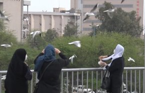 بالفيديو.. سماء مدينة أهواز تمتلئ بطيور النوارس المهاجرة