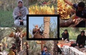 سفر به نخلستان های جنوب ایران در «سیدة الاشجار»