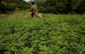 خلاف في البرلمان المغربي يعرقل تشريع زراعة القنب الهندي