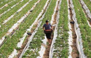 شاهد.. كيف نهش الحصار الاسرائيلي بالقطاع الزراعي في غزة 