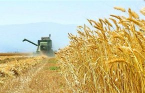 ايران تتوقع انتاج 12 مليون طن من القمح في 2021