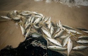باريس تطالب بتطبيق سريع لاتفاق صيد الأسماك لما بعد 'بريكست'