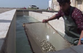  شاهد: تربية الأسماك بطريقة التخصيب الاصطناعي في ايران