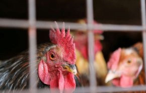 السعودية تحظر استيراد منتجات 11 مصنعا برازيليا للدواجن