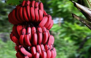 هل سمعتم عن الموز الأحمر من قبل؟ .. اليكم فوائده المذهلة
