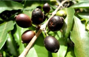 اكتشاف حبة نادرة تعيد الأمل لإحياء صناعة القهوة في سيراليون
