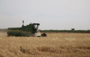 محافظة خوزستان الايرانية تنتج أكثر من مليون طن من القمح