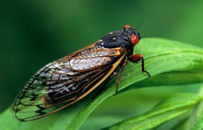 مليارات حشرات السيكادا تخرج بعد 17 عاما من تحت الأرض فی الولايات المتحدة