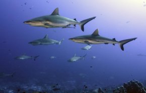 اختبارات ترصد تطور أسماك القرش