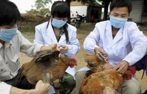الصين تسجل أول إصابة بشرية في العالم بإنفلونزا الطيور