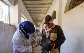 ما هي حقيقة ظهور بؤر جديدة من إنفلونزا الطيور في مصر؟