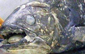 'سمكة مذهلة'.. عمرها 100 عام وفترة حملها 5 سنوات