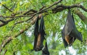 تفشي واحد من أخطر فيروسات العالم بين الخفافيش