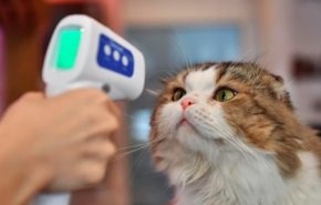 دراسة جديدة ..'القطط' تقود العلماء إلى علاج واعد لفيروس كورونا!
