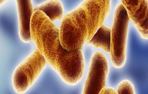 بكتيريا معدلة وراثيا تدخل من الأنف تستهدف مرضا خطيرا لدى الإنسان