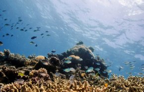 الحاجز المرجاني العظيم ينجو من قائمة المعالم الـ'مهددة بالخطر'