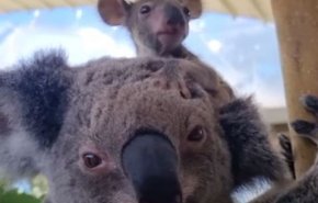 بالفيديو..حديقة حيوان استرالية تحتفل بحيوان كوالا يبهر الزوار بحركاته البهلوانية