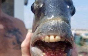اصطياد سمكة غريبة لها اسنان تشبة اسنان البشر