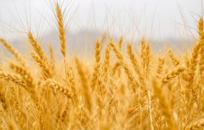مشتريات ايران من القمح المحلي تلامس 4.5 مليون طن