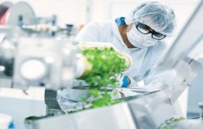 استخدام 'الزراعة الجزيئية' لإنتاج لقاحات نباتية أرخص ثمنا