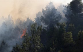 تجدد الحريق بغابات القدس والنيران تشتعل بـ20 ألف دونم