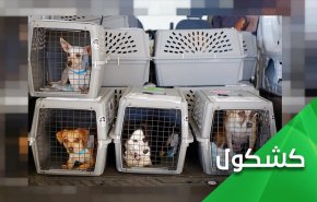 انتقال 200 سگ و گربه از افغانستان با هواپیمای اختصاصی و رها کردن همکاران محلی