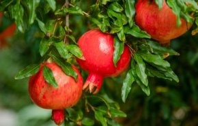 تعرفوا على الفوائد الصحية المذهلة لفاكهة الخريف