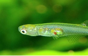 اكتشاف سمكة شفافة بدماغ صغير في ميانمار