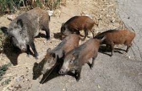 شاهد .. الخنازير البرية تجوب شوارع روما 