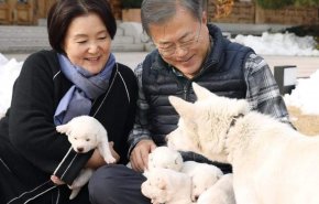 افزایش احتمال ممنوعیت مصرف گوشت سگ در کره‌جنوبی