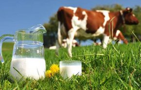 خطر غير متوقع لحليب البقر على الأطفال