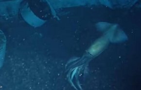 العثور على مخلوق غريب في البحر الأحمر