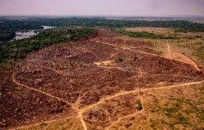 شاهد.. القضاء على الغابات البدائية شهد ارتفاعا بنسبة 12% العام الماضي