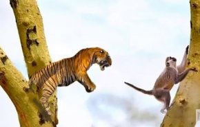 شاهد بالفيديو: قرد يحاول استفزاز النمور بحركات مضحكة