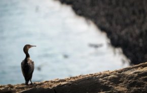 بالصور..لقطات مذهلة لأسراب طيور تغزو أحد شواطئ عمان