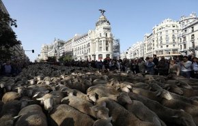 بالفيديو.. الأغنام تحتل شوارع العاصمة الإسبانية مدريد