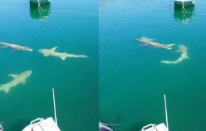 فيديو مثير.. تمساح في مواجهة زوجين من أسماك القرش