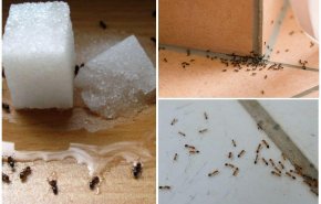تعرف على اسهل طريقة للقضاء على النمل في مطبخك