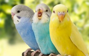 'تغريد الطيور' صار هادئا ورتيبا.. فما السر وما تأثير هذا علينا؟