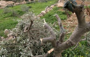 الاحتلال يقتلع 130 شجرة لوزيات مثمرة شمالي الخليل
