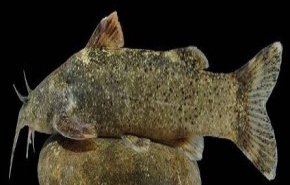 علت و جزئیات نامگذاری ثبت جهانی گونه جدید ماهی به نام «علی دایی»
