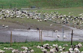 فرنسا تعلن اكتشاف أول بؤرة لإنفلونزا الطيور في مزرعة بشمال البلاد